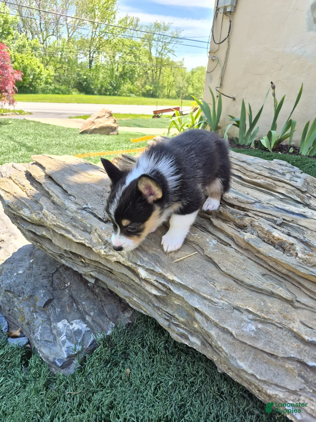 Welsh Corgi Pembroke dogs for sale: Cocoa - Ad 1