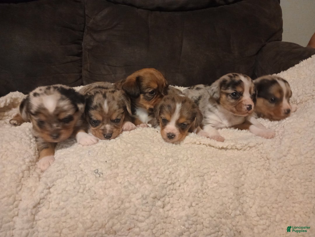 Mixed Breed dogs for sale: Kyrell - Ad 3