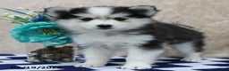 Pomsky dogs for sale: Cleo - Ad 2