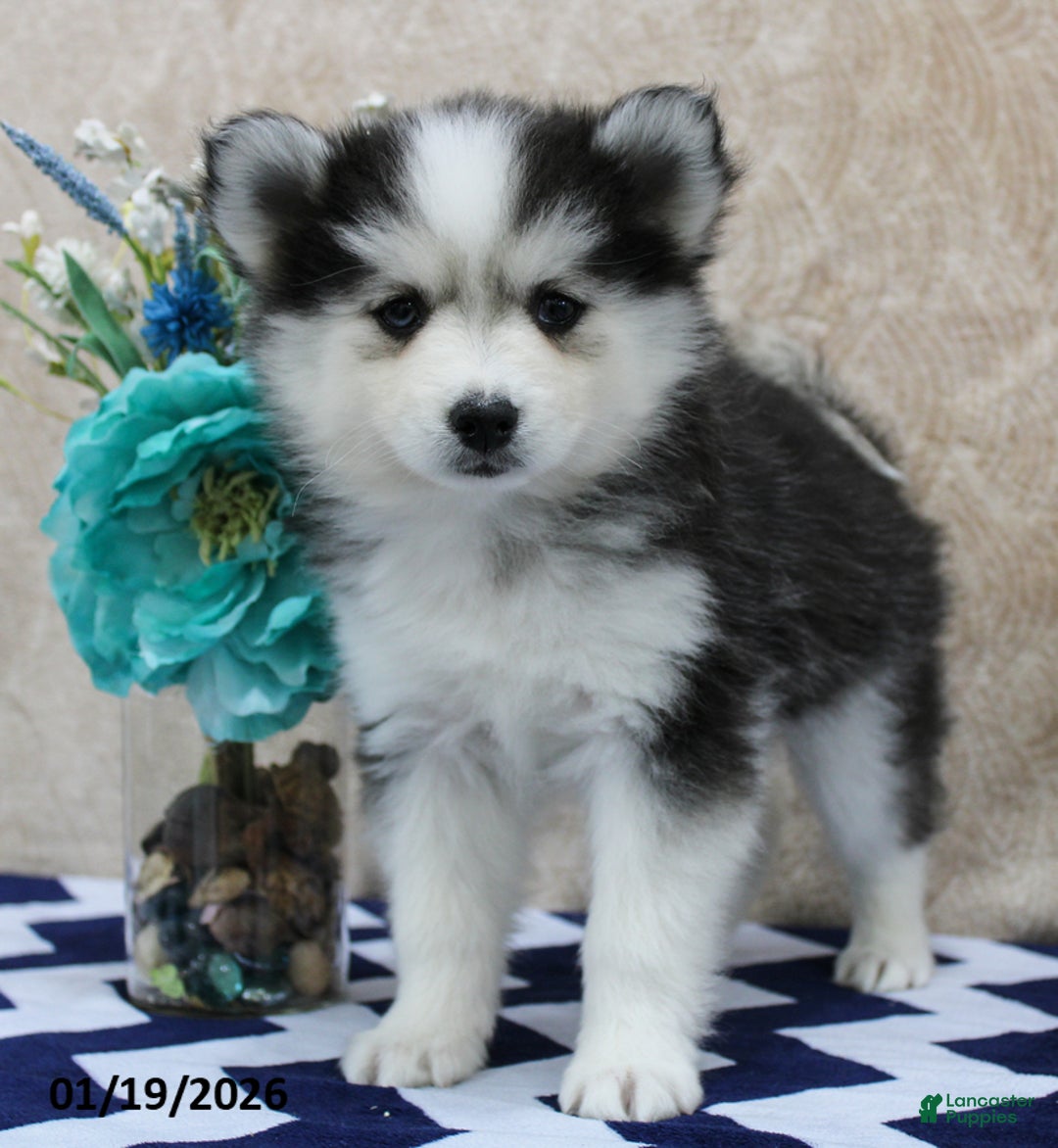 Pomsky dogs for sale: Cleo - Ad 2