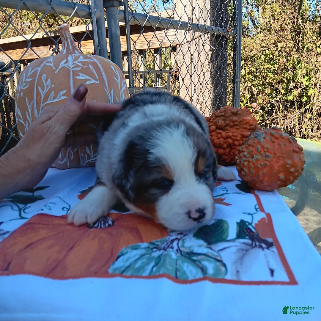Australian Shepherd dogs for sale: Heide - Ad 2