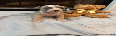 Pup 5