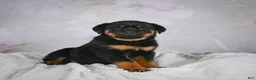 Rottweiler dogs for sale: Gracie - Ad 5