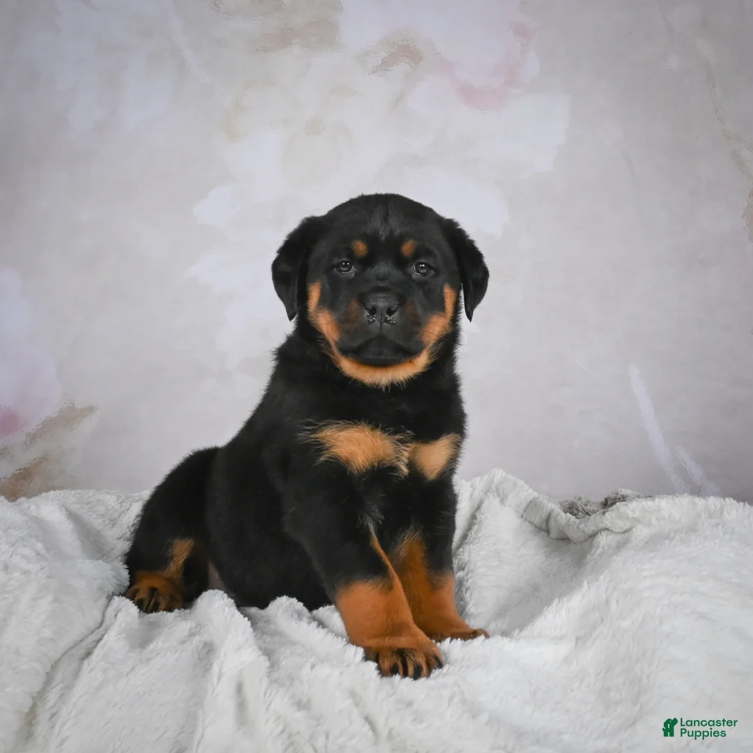 Rottweiler dogs for sale: Gracie - Ad 5