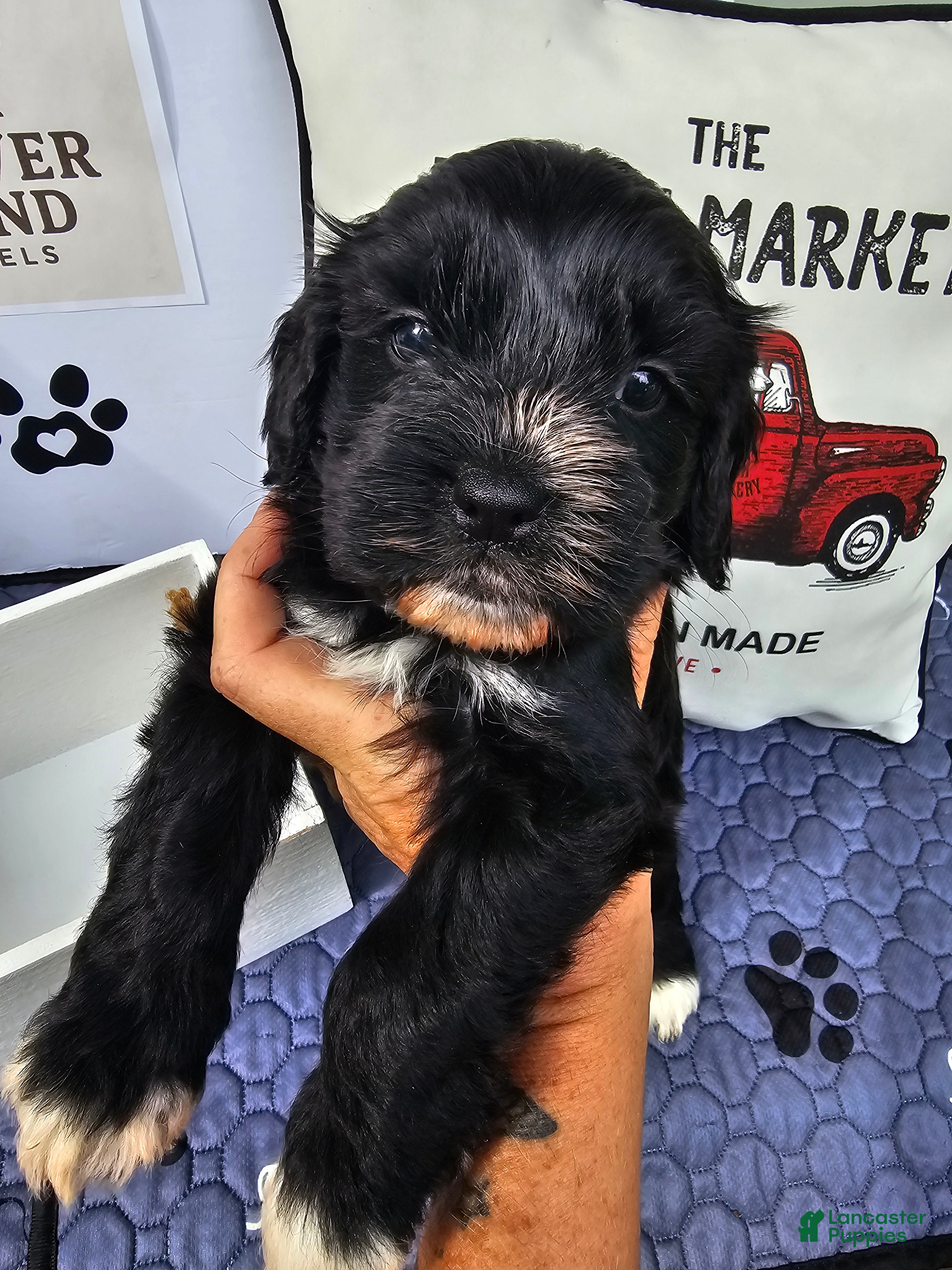 Mixed Breed dogs Boy 2 - Ad 14