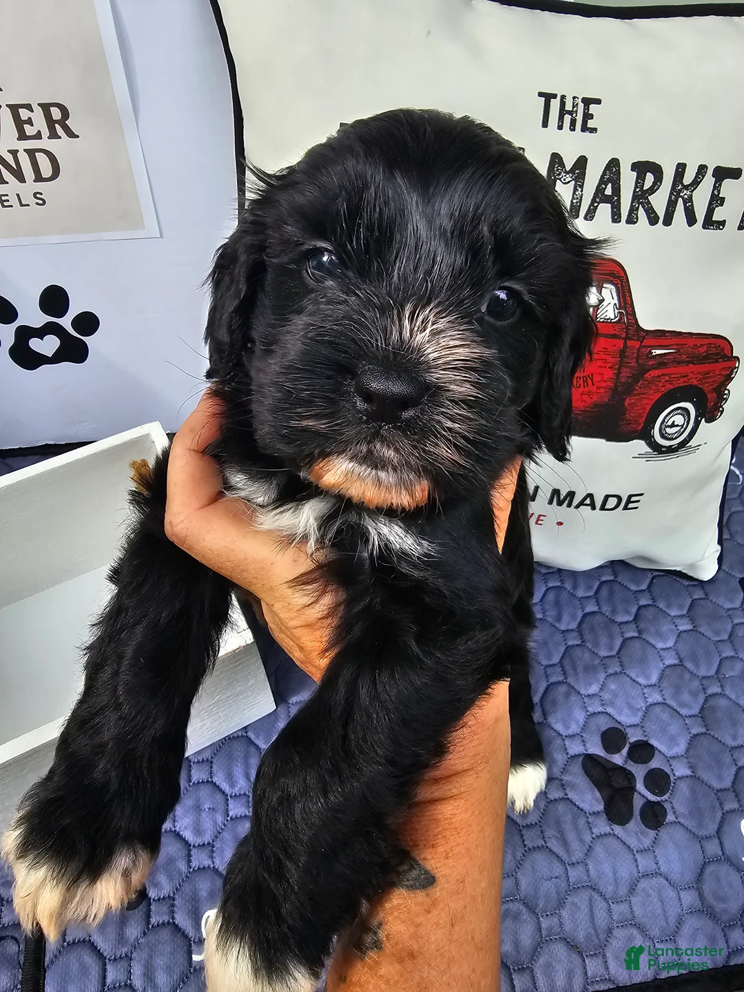 Mixed Breed dogs for sale: Boy 2 - Ad 1