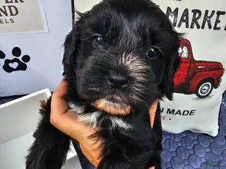 Mixed Breed dogs Boy 2 - Ad 14
