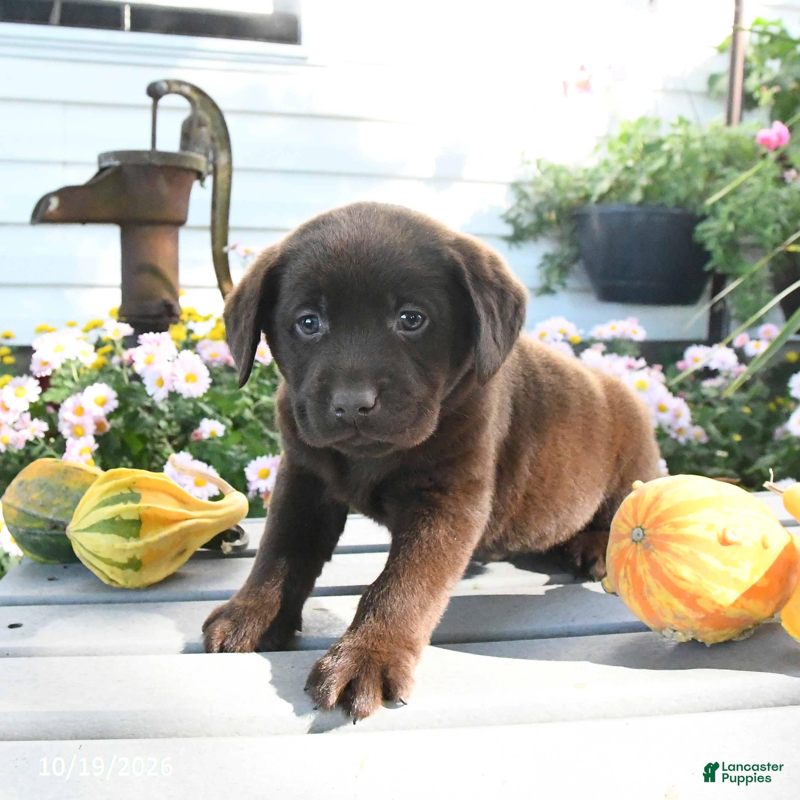 Labrador Retriever dogs Jax - Ad 2