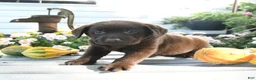 Labrador Retriever dogs for sale: Jax - Ad 2