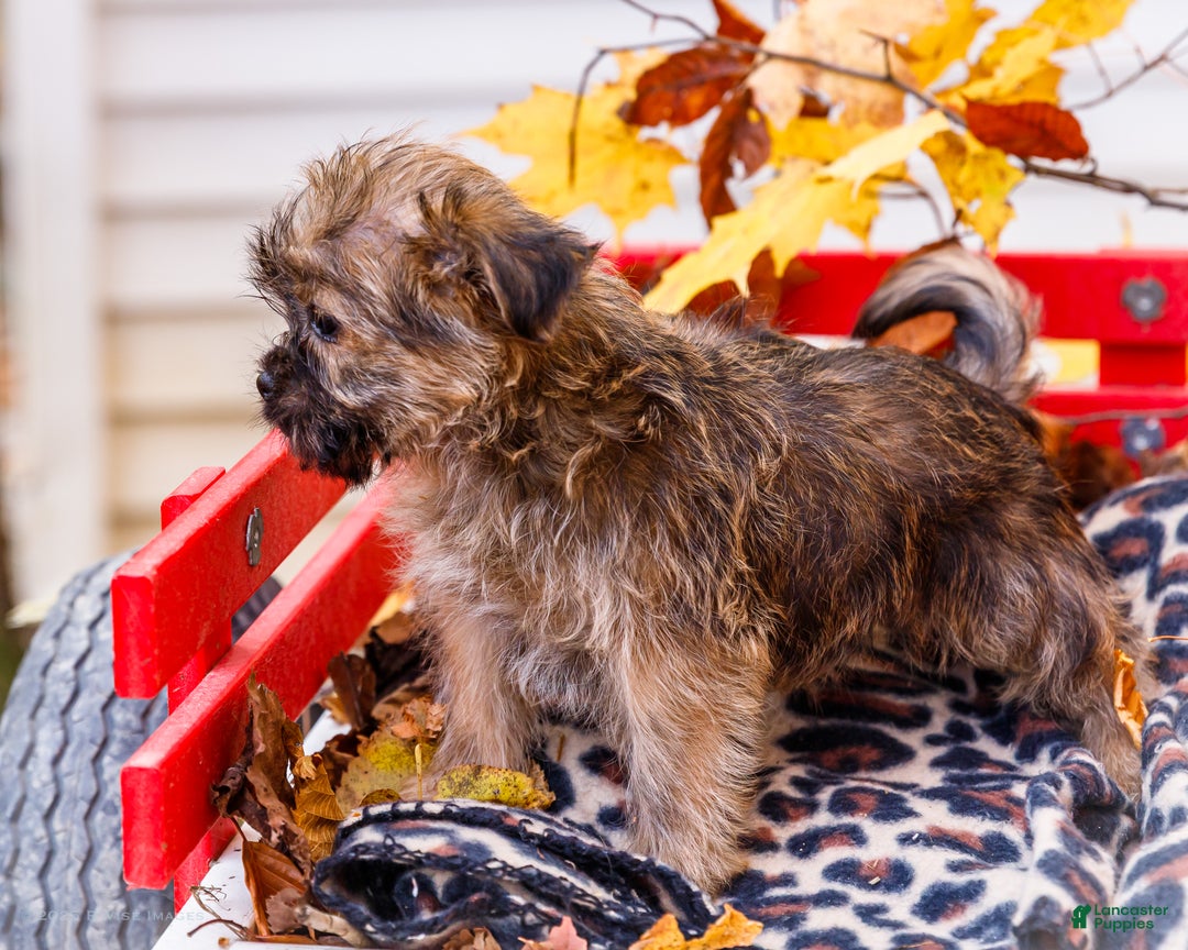 Shorkie dogs for sale: Lanae - Ad 6