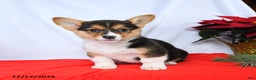 Welsh Corgi Pembroke dogs for sale: Rochelle - Ad 5