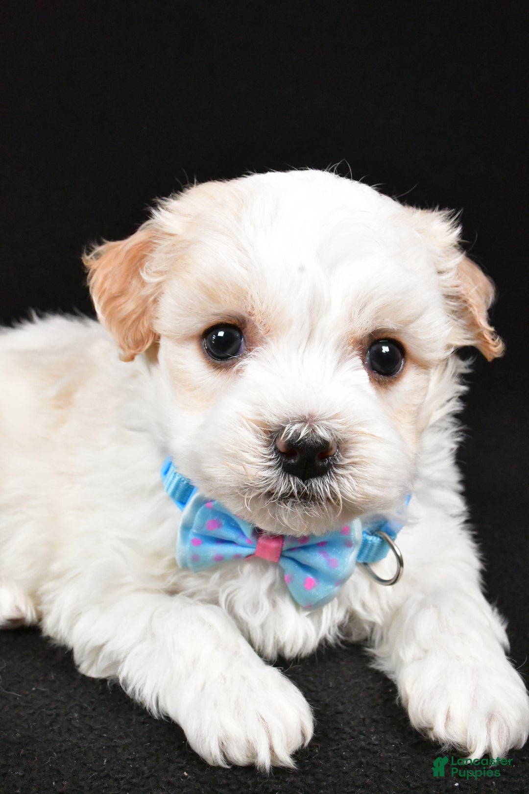 Havanese dogs for sale: Duke - Ad 4