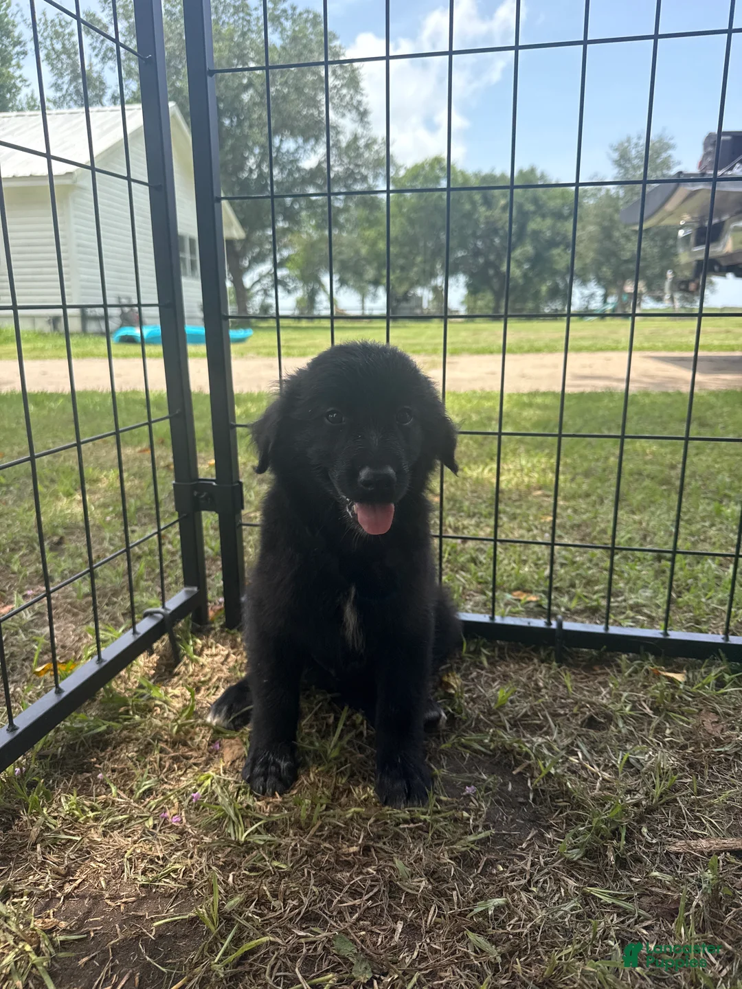 Mixed Breed dogs for sale: Lane Frost  - Ad 1