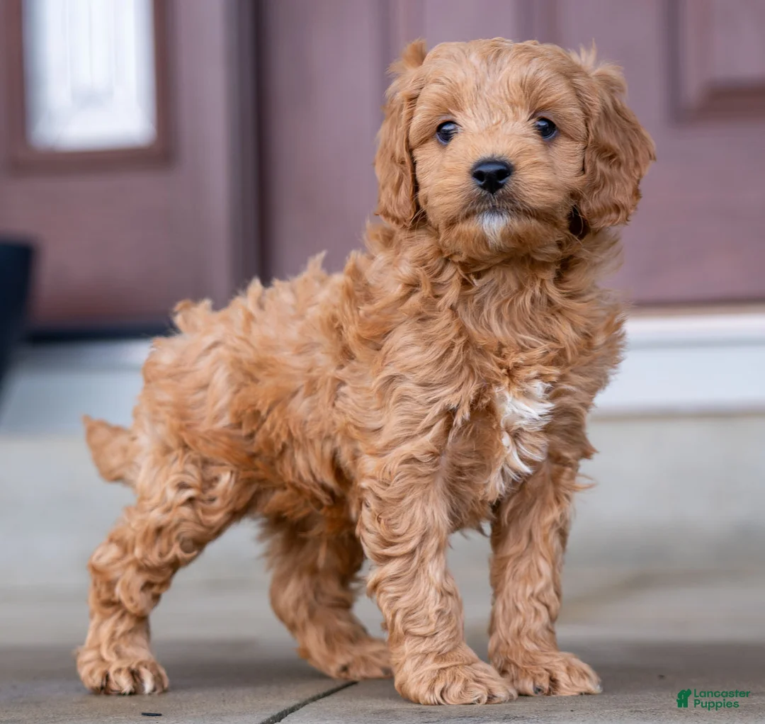 Cavapoo dogs for sale: Roscoe - Ad 2