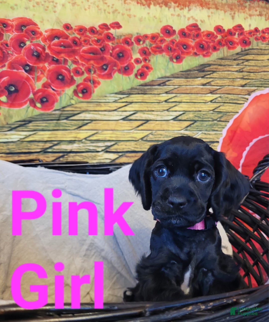 Cockapoo dogs for sale: Pink Girl  - Ad 13