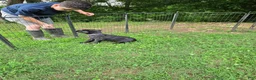 Cane Corso dogs for sale: Reba - Ad 3