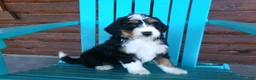Mini Bernedoodle dogs for sale: Bella - Ad 4