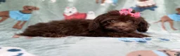 Cavapoo dogs for sale: Cocoa - Ad 4