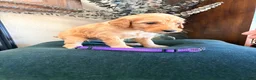 Goldendoodle dogs for sale: Poppy - Ad 3
