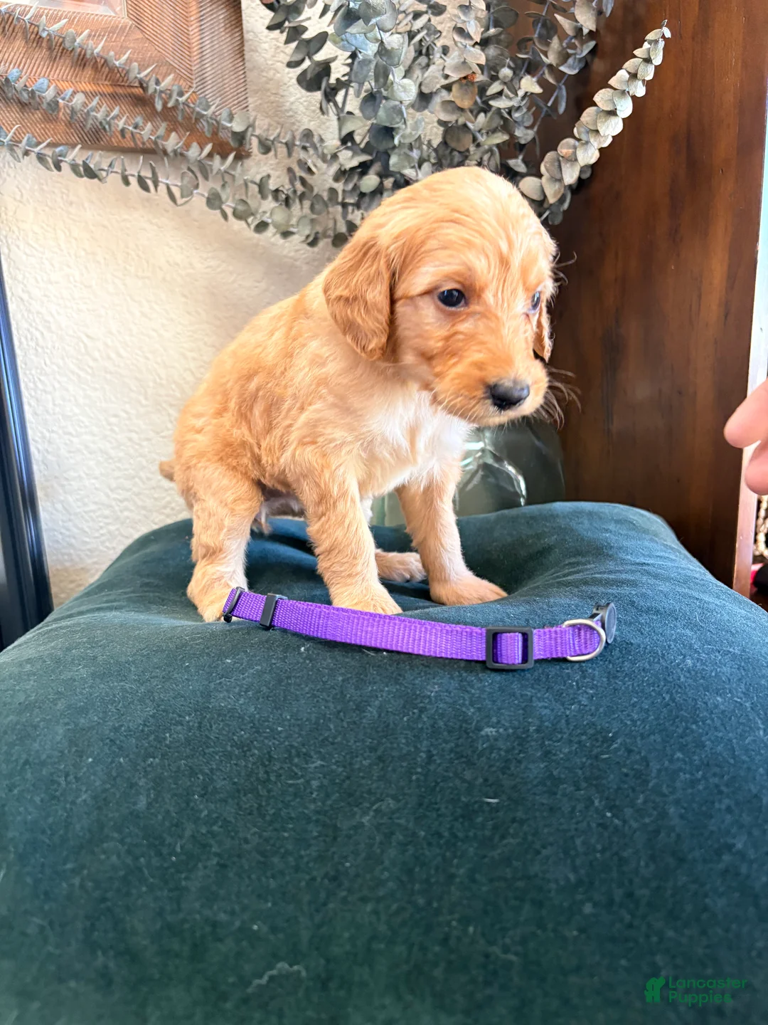 Goldendoodle dogs for sale: Poppy - Ad 3