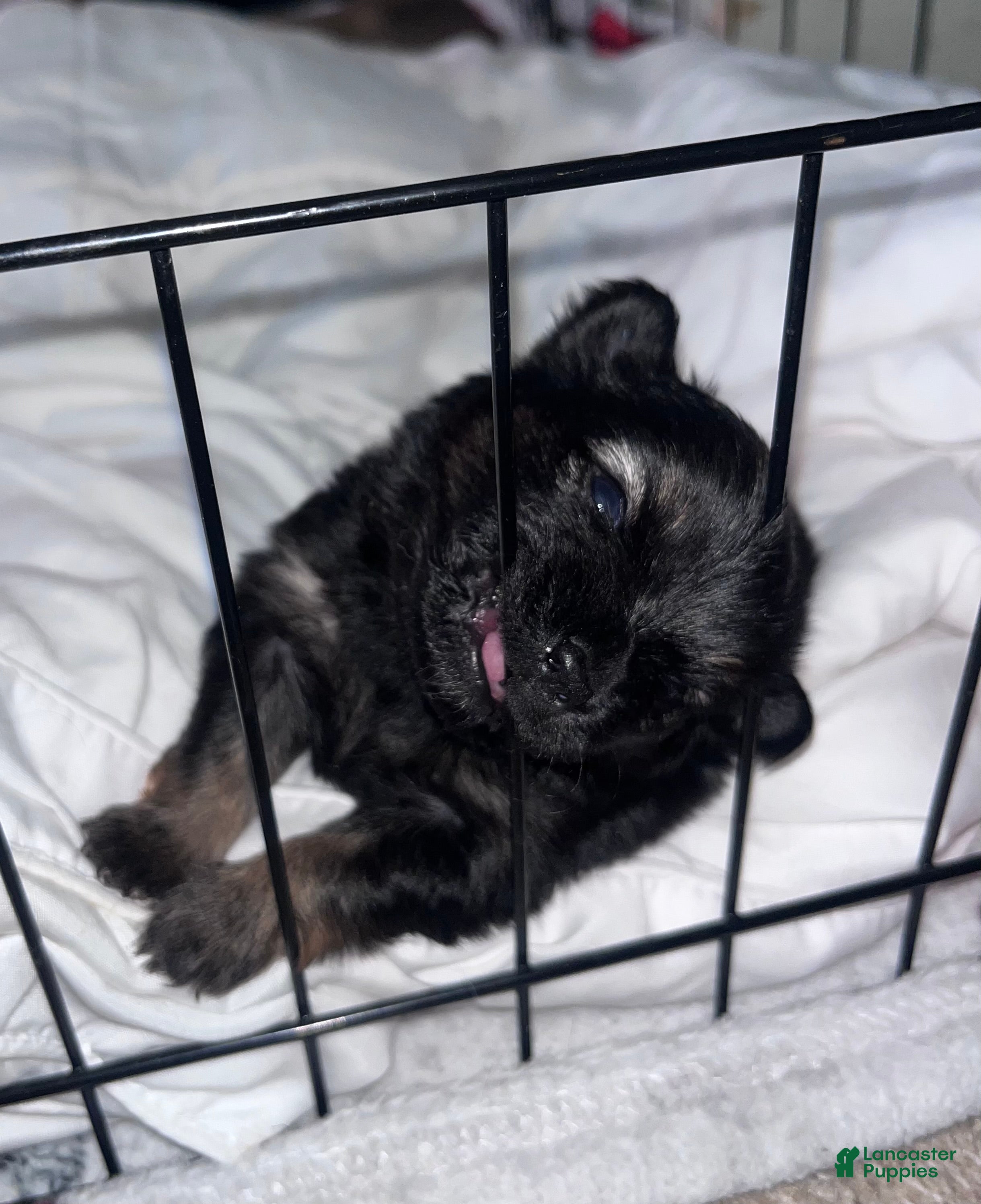 Pomeranian dogs Pomeranian Puppy 2 - Ad 15