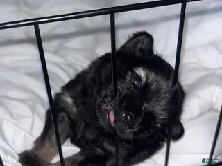 Pomeranian dogs Pomeranian Puppy 2 - Ad 15