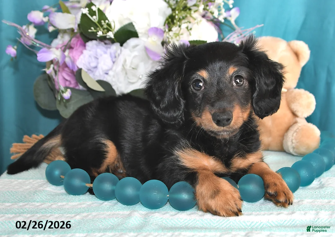 Miniature Dachshund dogs for sale: Archie - Ad 2