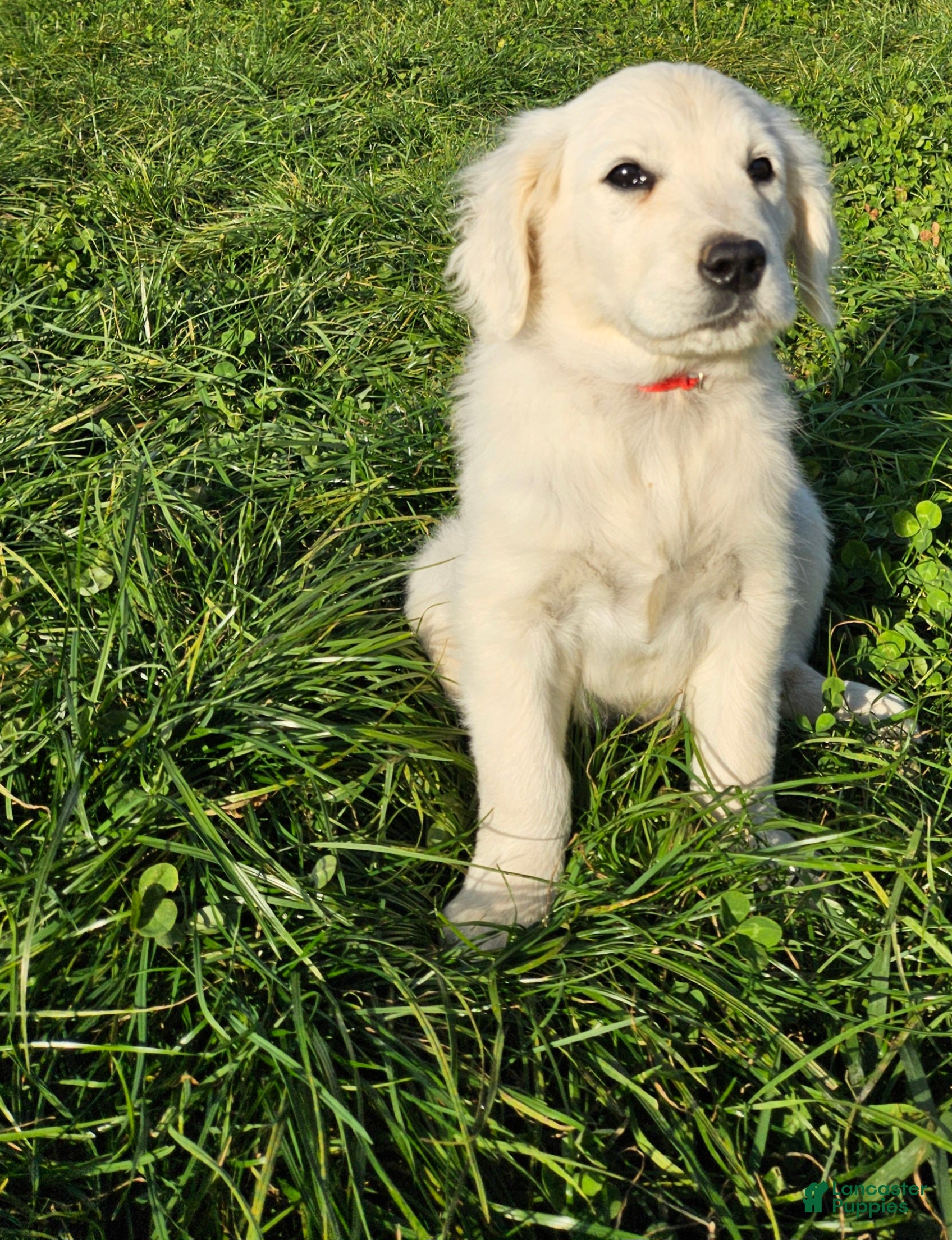 Golden Retriever dogs for sale: Ruby - Ad 2