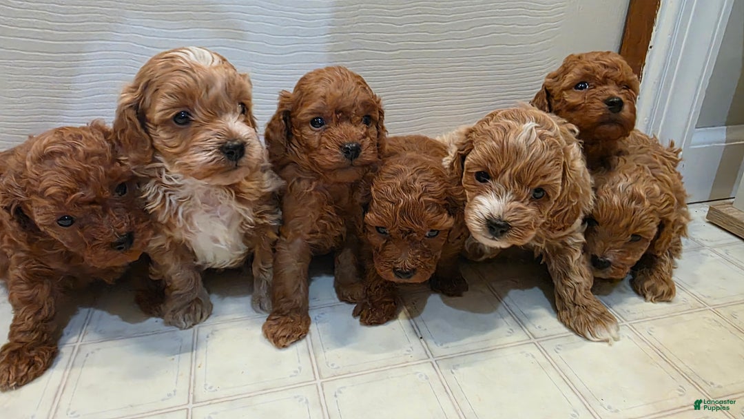 Maltipoo dogs for sale: Maltipoo Puppy 5 - Ad 7