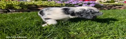 Cocker Spaniel dogs for sale: Anna - Ad 8