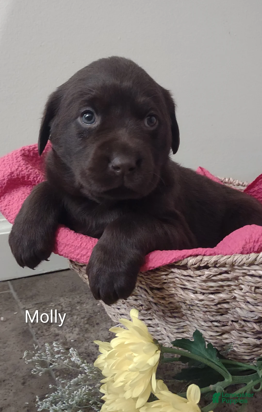 Labrador Retriever dogs for sale: Molly - Ad 2