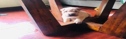 Shar Pei dogs for sale: Shar Pei Puppy 6 - Ad 11
