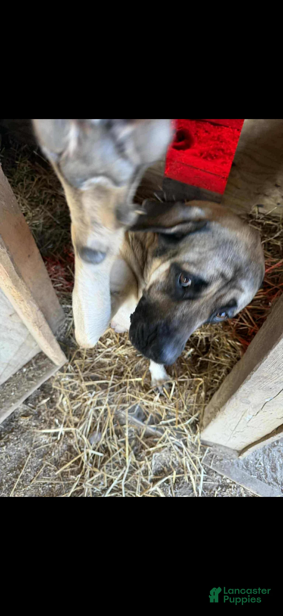 English Mastiff dogs for sale: English Mastiff Puppy 1 - Ad 13