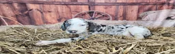 Catahoula Leopard Dog dogs for sale: Angel 2025 Female 1 - Ad 21