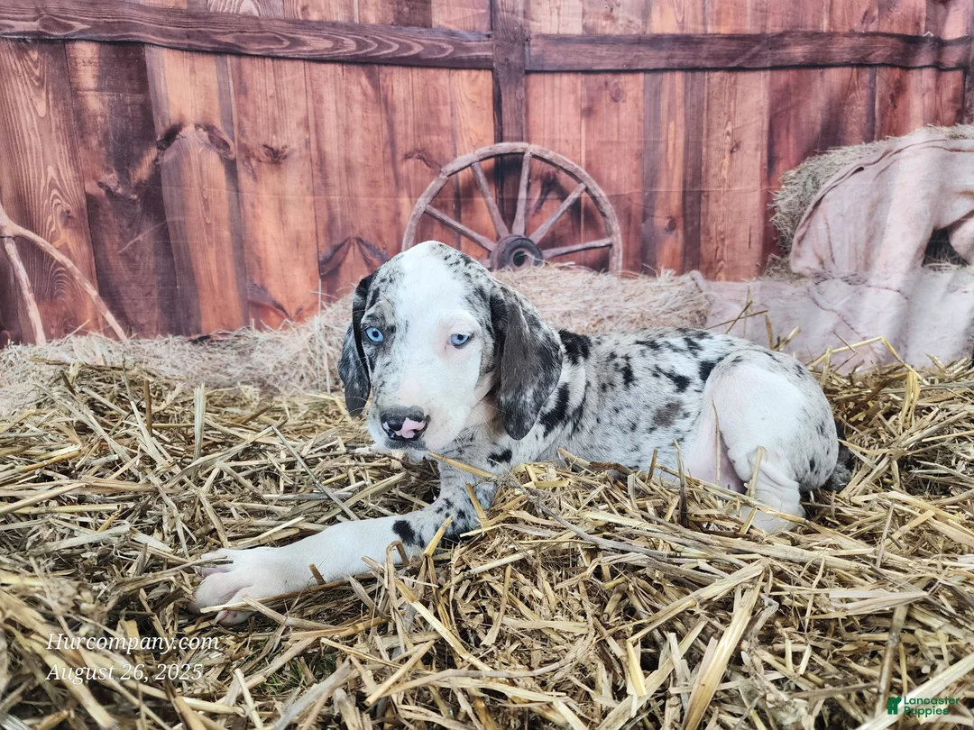 Catahoula Leopard Dog dogs for sale: Angel 2025 Female 1 - Ad 21