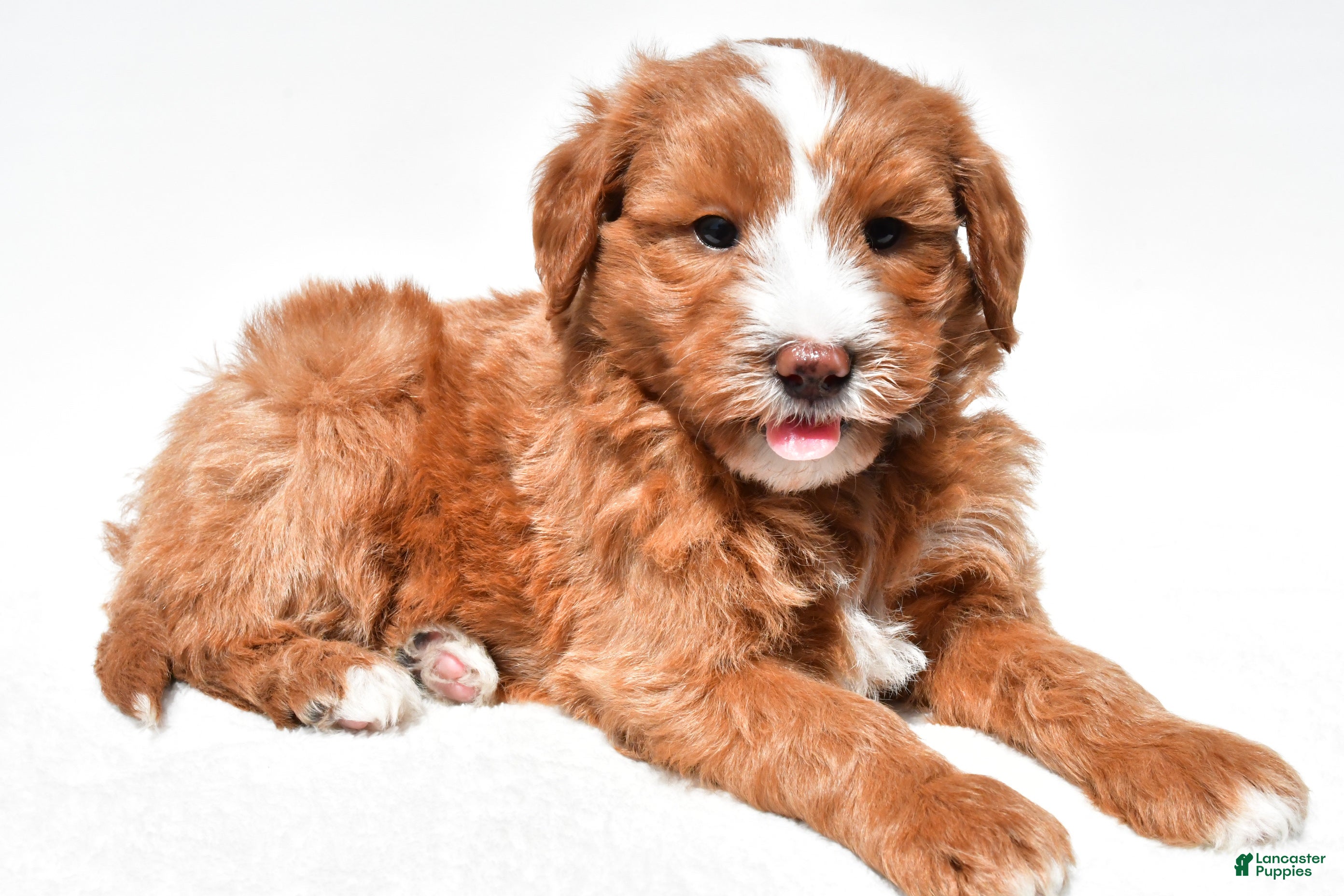Mini Goldendoodle dogs Landon - Ad 2