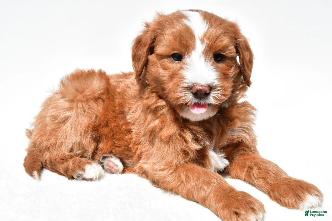 Mini Goldendoodle dogs for sale: Landon - Ad 2