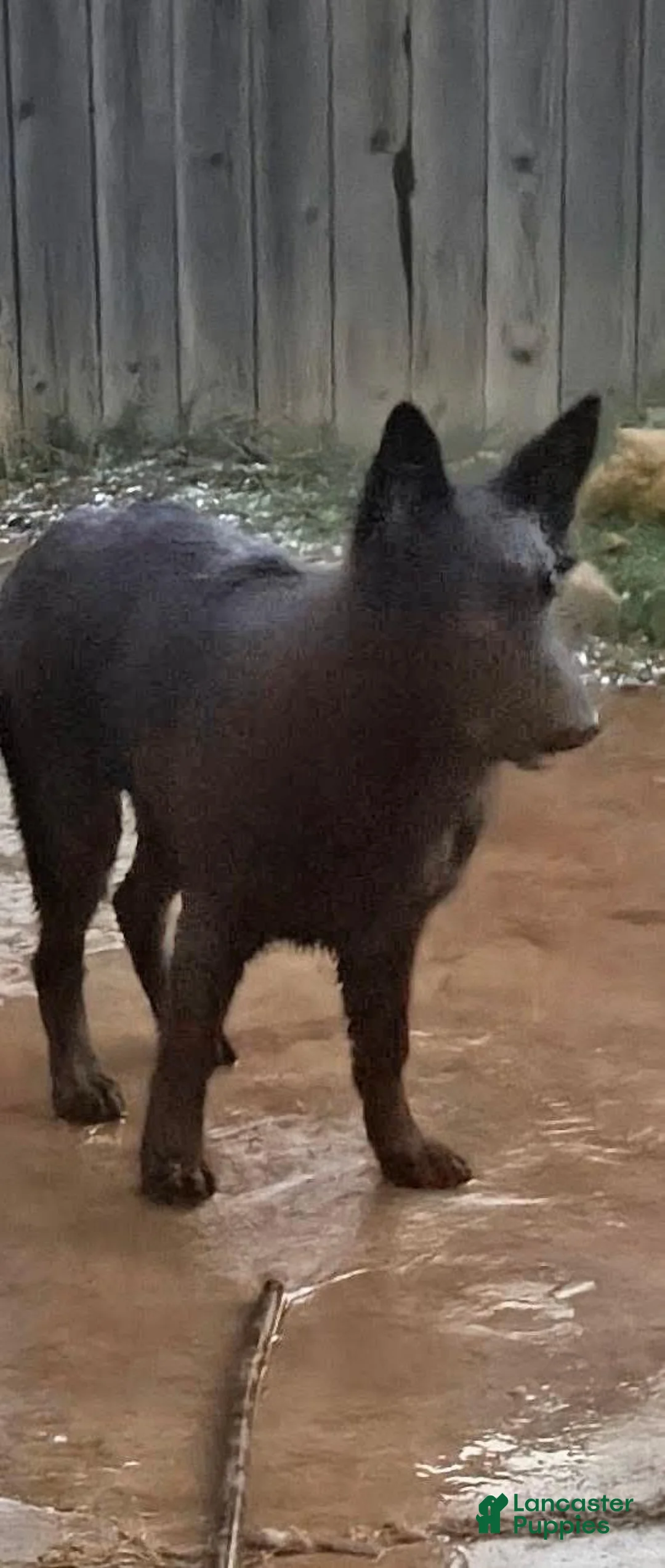 German Shepherd dogs for sale: German Shepherd 2 - Ad 2