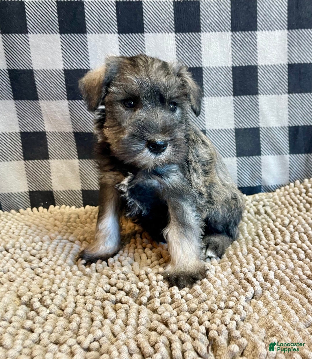Miniature Schnauzer dogs for sale: Jesse - Ad 3