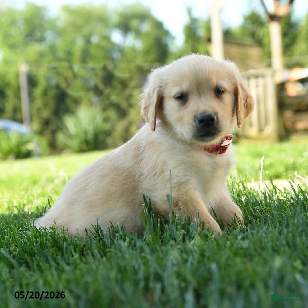 Golden Retriever dogs for sale: Hetty - Ad 5
