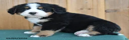 Bernese Mountain Dog dogs for sale: Pepper - Ad 2