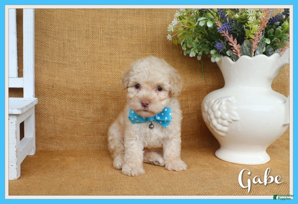 Toy Poodle dogs Gabe - Ad 1