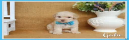 Toy Poodle dogs for sale: Gabe - Ad 1
