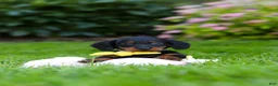 Miniature Dachshund dogs for sale: Ronnie - Ad 7