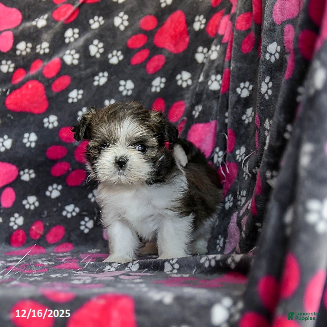 Shih Tzu dogs for sale: Snoopy - Ad 5