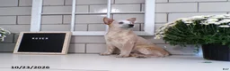 Australian Cattle Dog dogs for sale: Rover - Ad 4