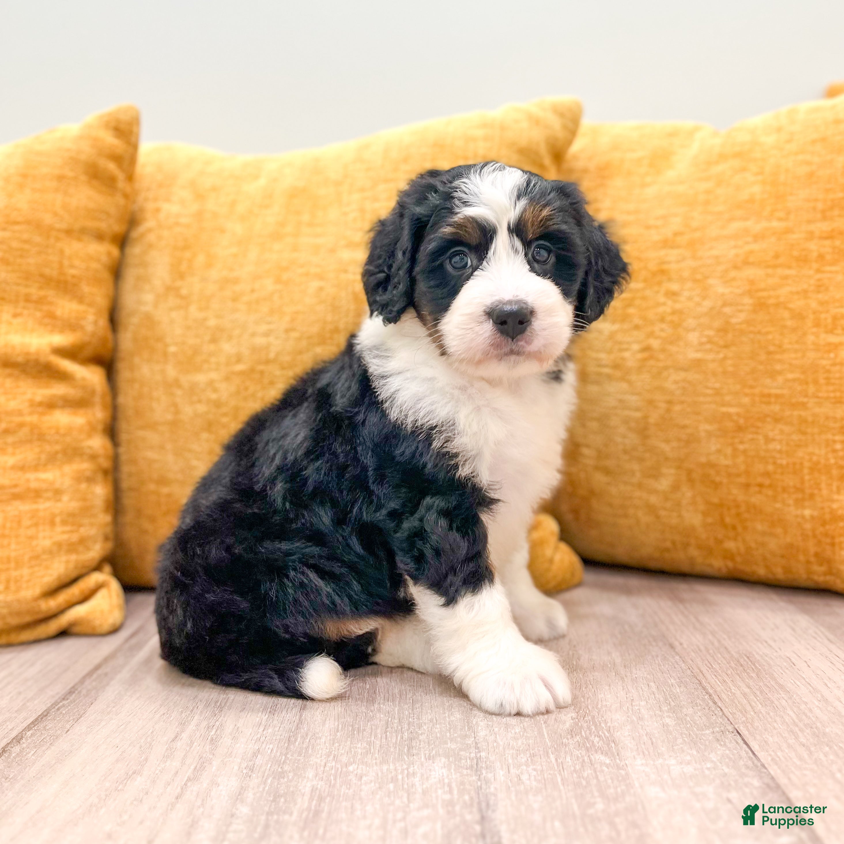 Mini Bernedoodle dogs Barbie - Ad 2