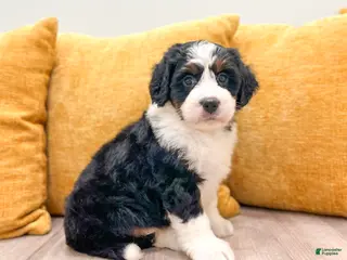 Mini Bernedoodle dogs Barbie - Ad 2