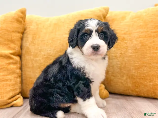 Mini Bernedoodle dogs for sale: Barbie - New Video - Ad 2