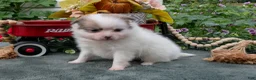 Pomeranian dogs for sale: Sadie - Ad 3